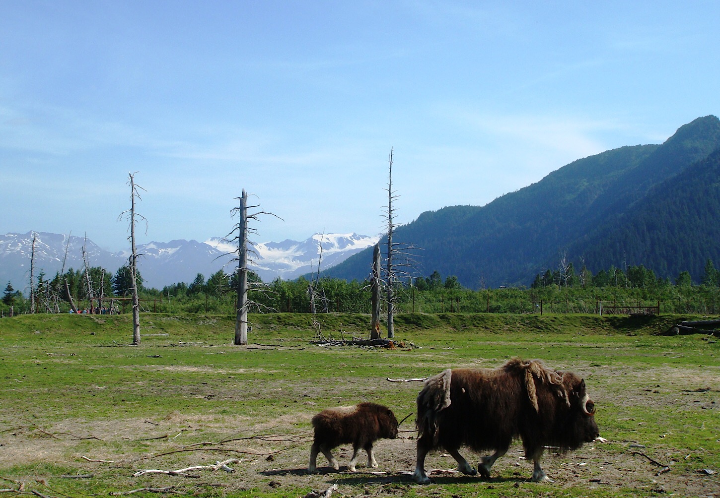 Bison im Wildlife Center