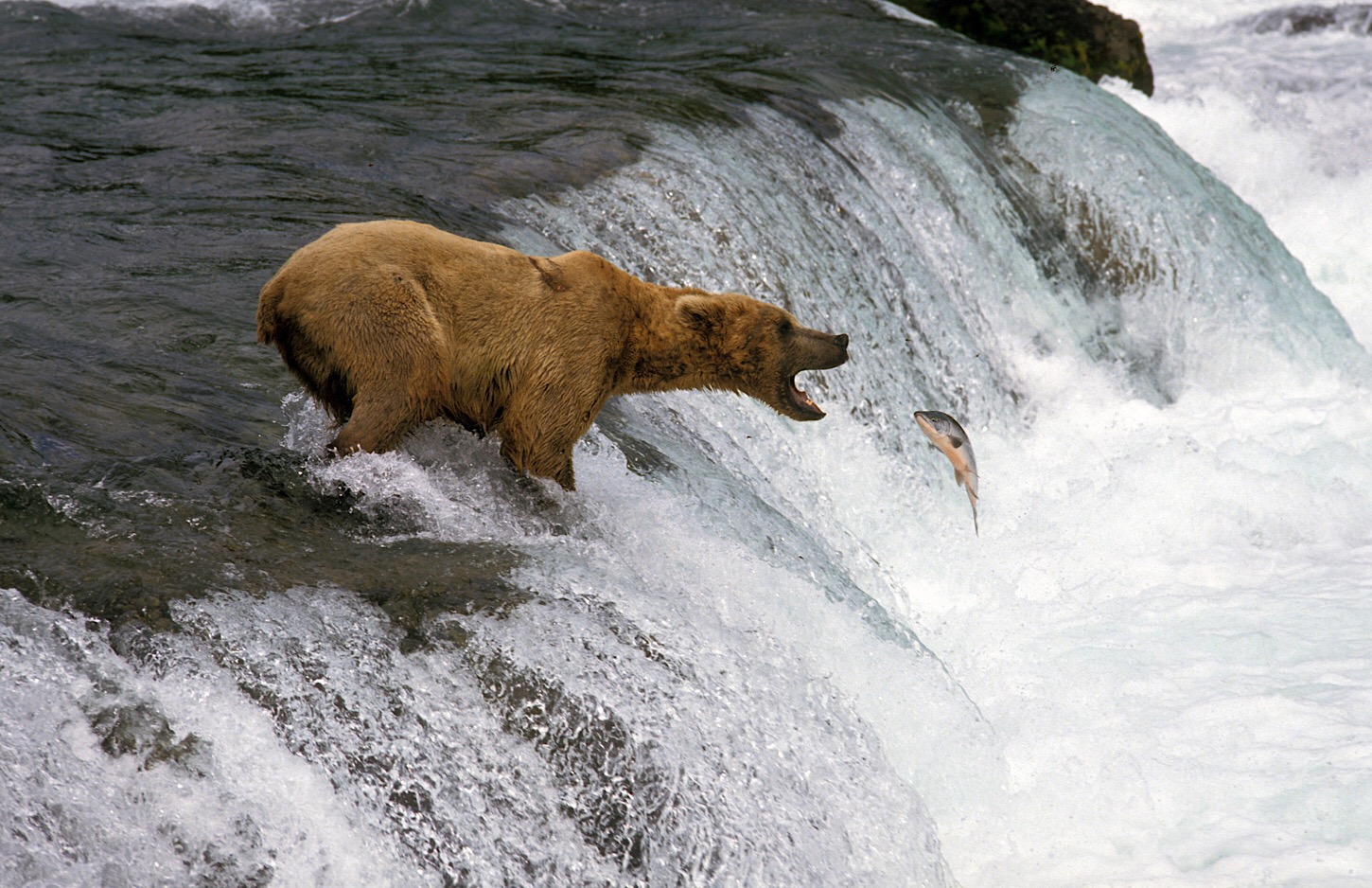 Bär beim Lachsfischen