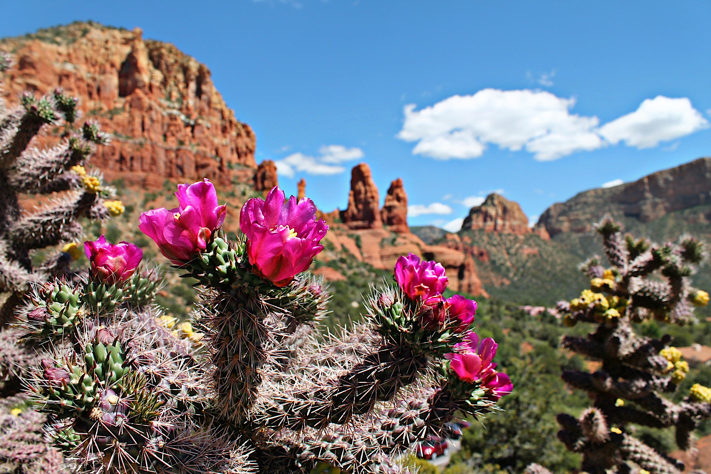 Blühende Kakteen in Sedona