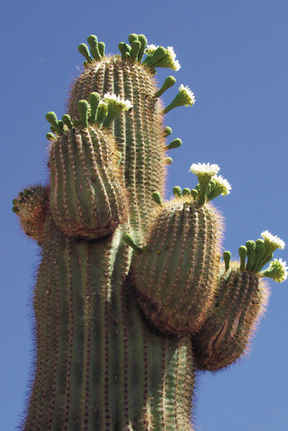 Saguaro in voller Blüte