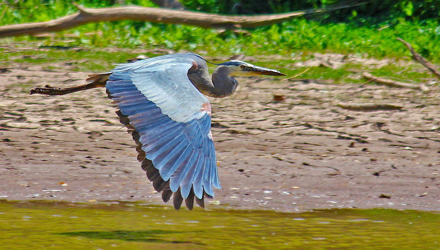 Sierra Vista - Blue Herron