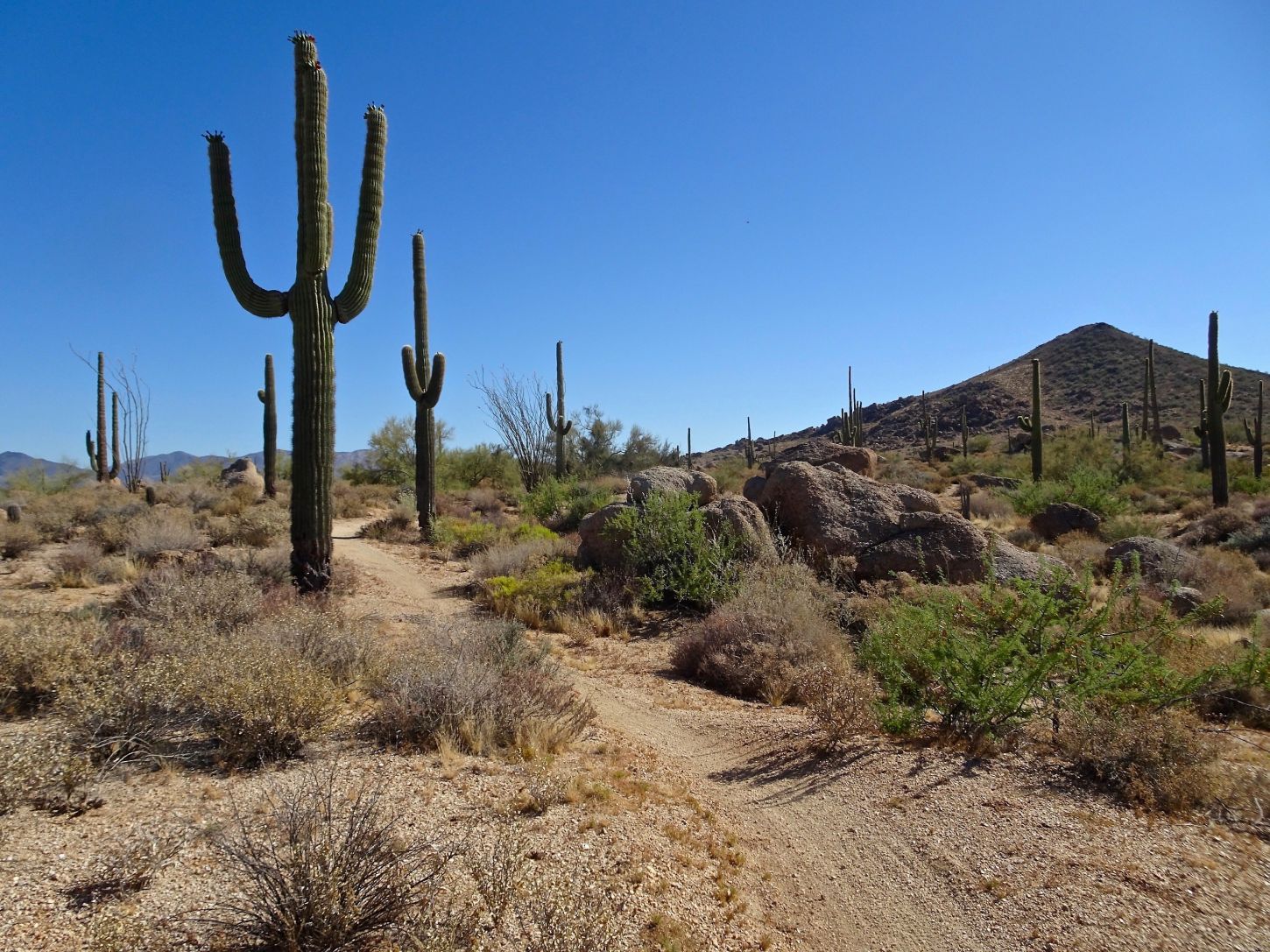 Wunderschöner Saguaro Kaktus auf dem Weg zum Scorpion Point