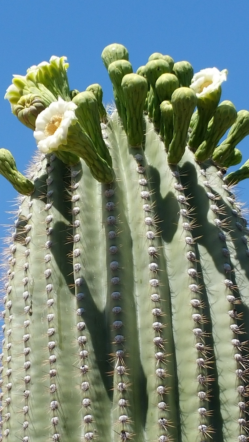 blühender Saguaro-Kaktus