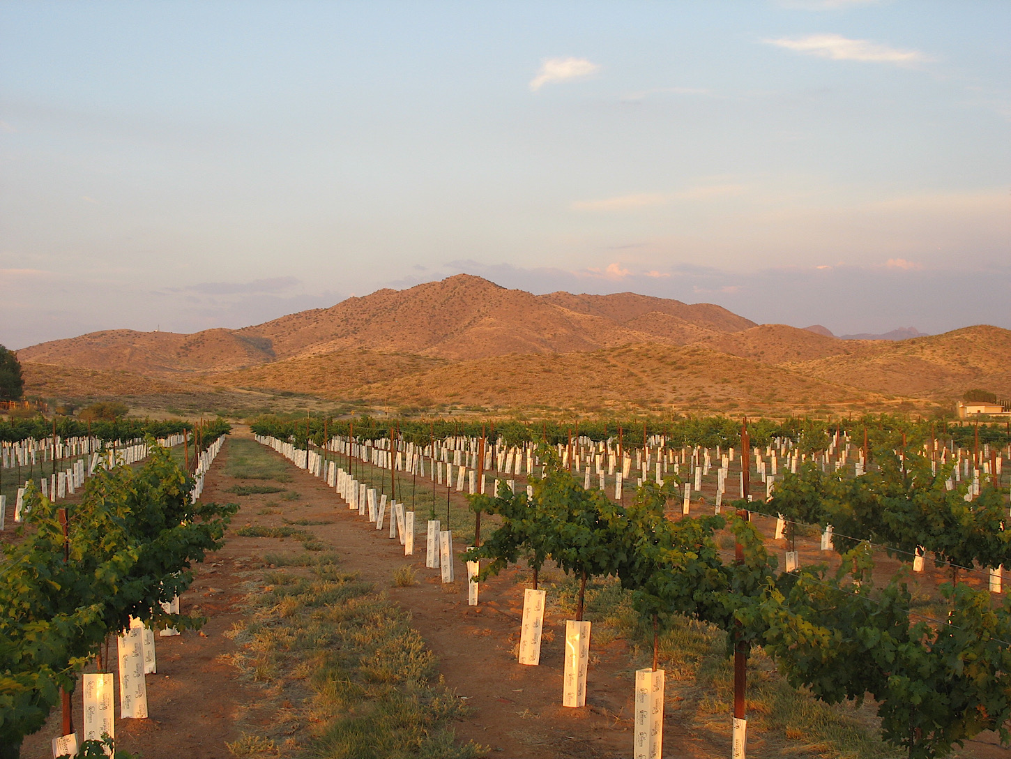 Coronado Wineyard, Willcox