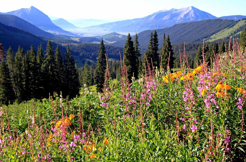 Wildblumen oberhalb von Crested Butte