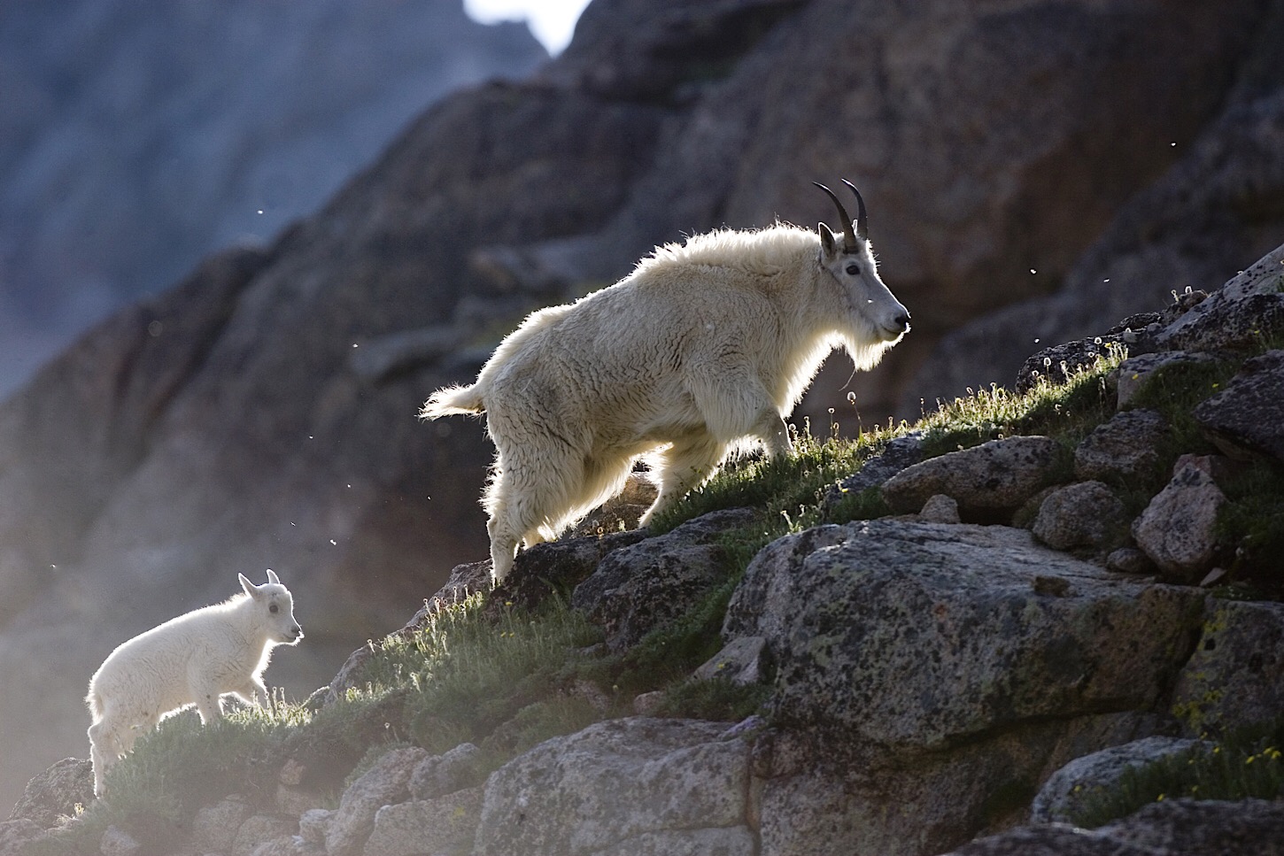 Bergziegen am Mount Evans