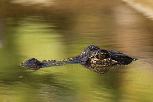 Amerikanischer Alligator