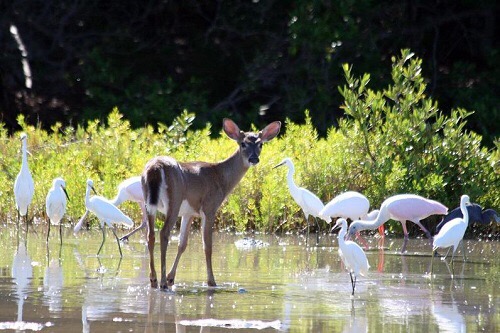 Key Deer können sogar schwimmen