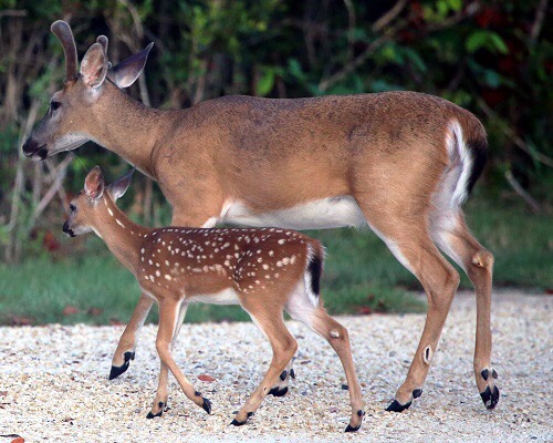 Key Deer mit Jumgem