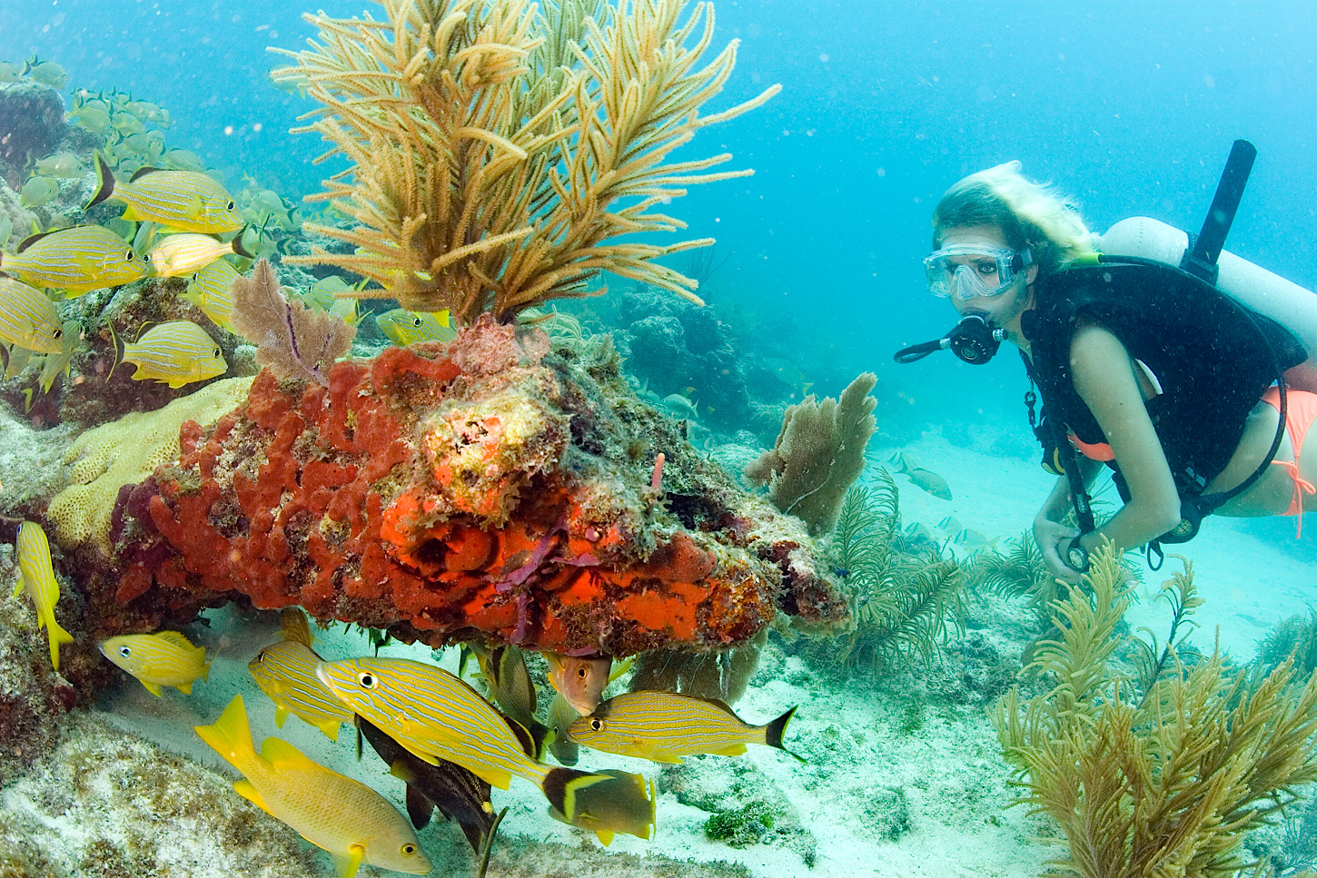 Unterwasserwelt im John Pennekamp Coral Reef State Park