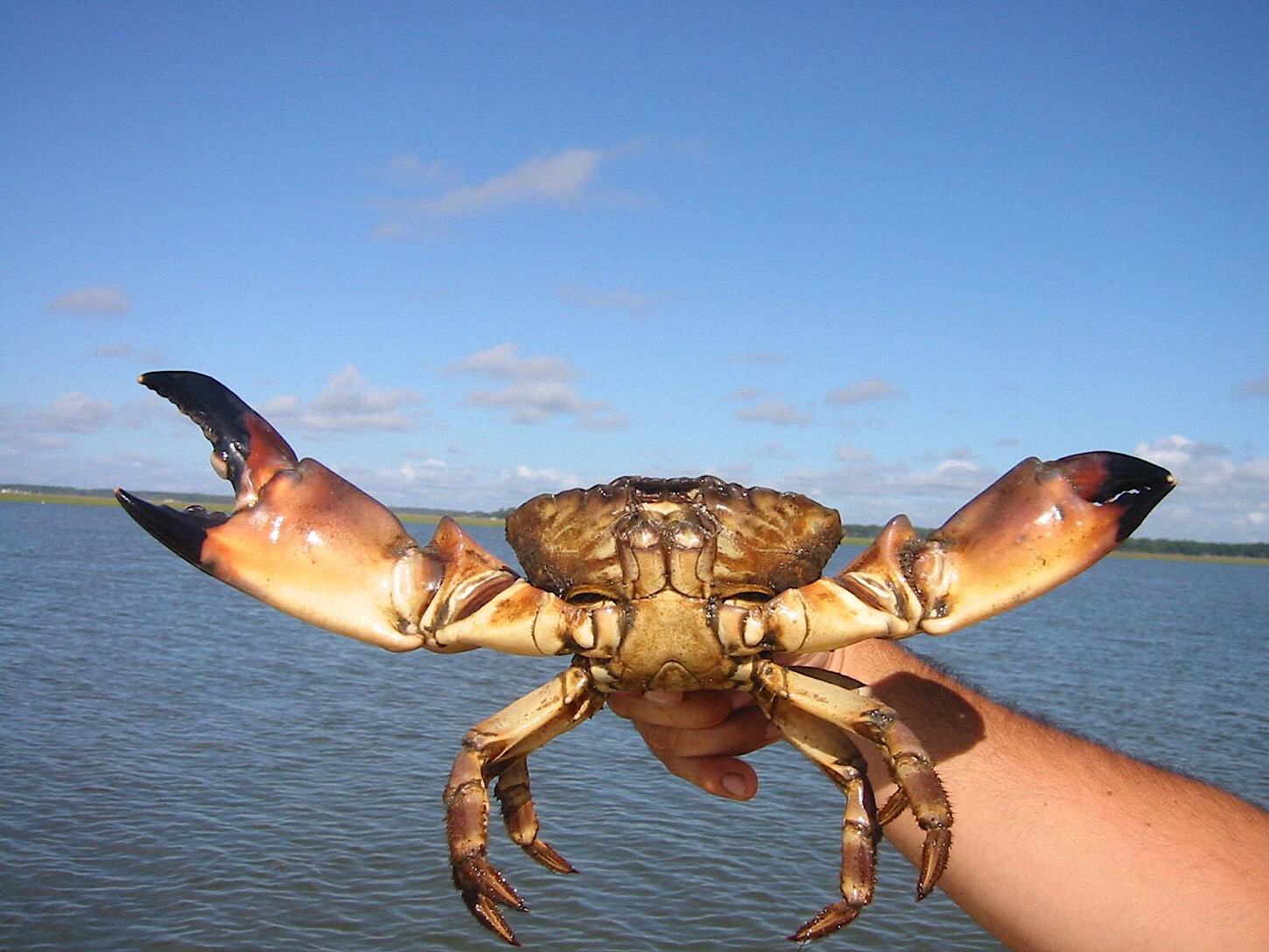 Stone Crab