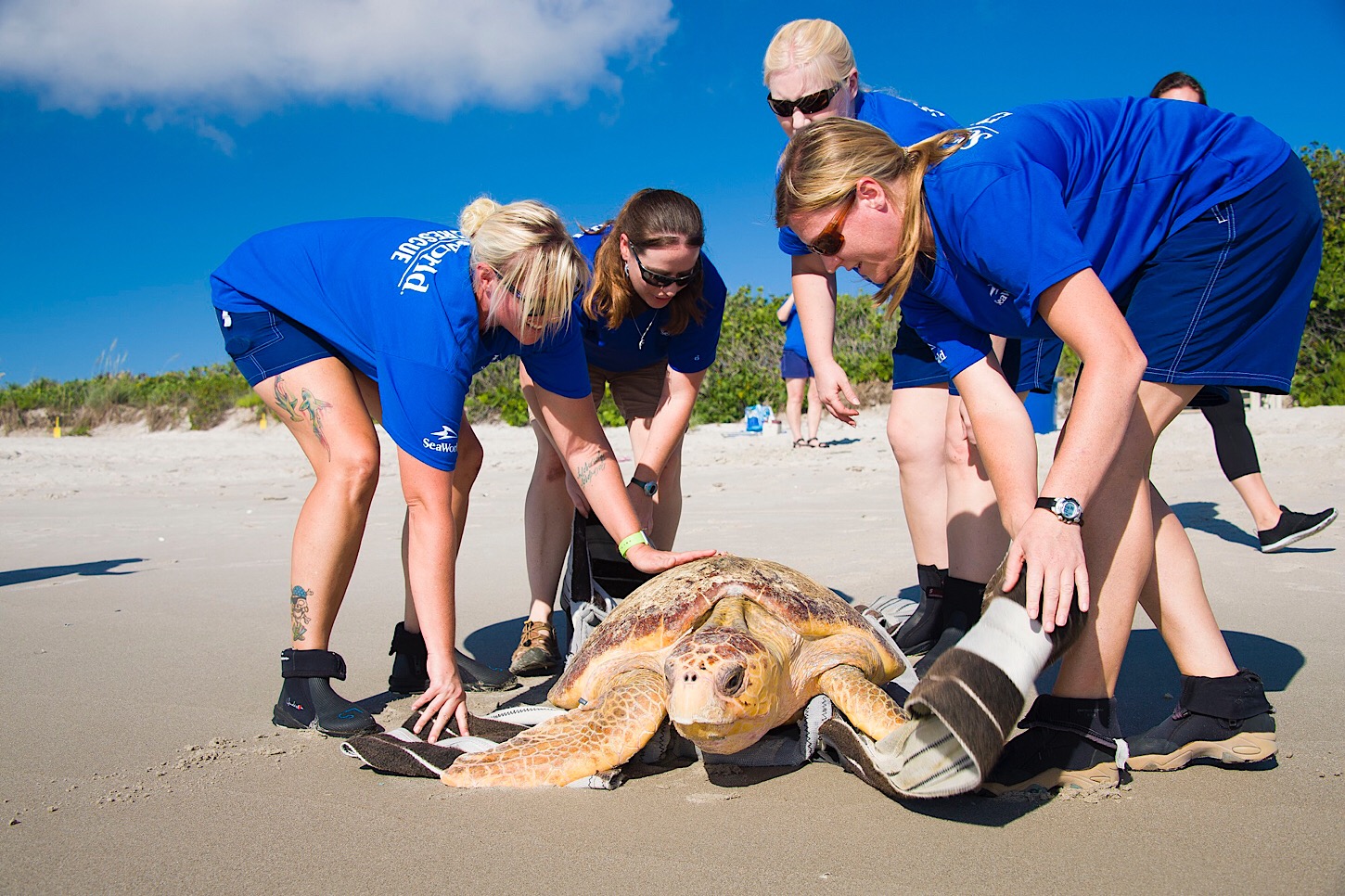 Auch Schildkröten gehören zu den Patienten