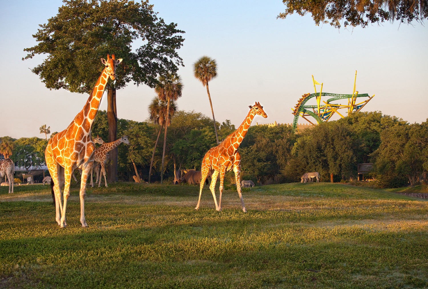 Busch Gardens Tampa Bay