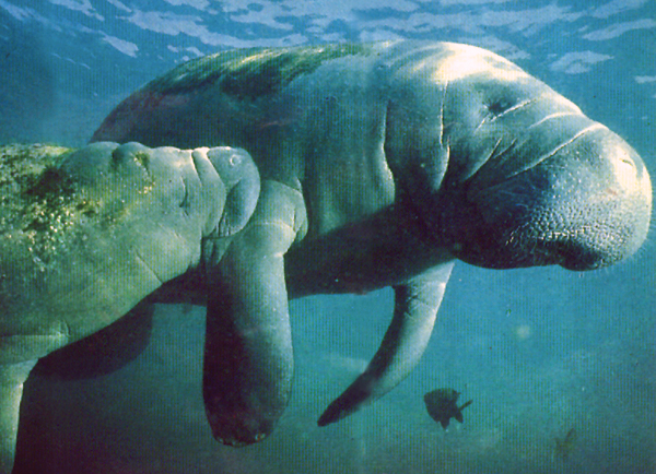 Manatees