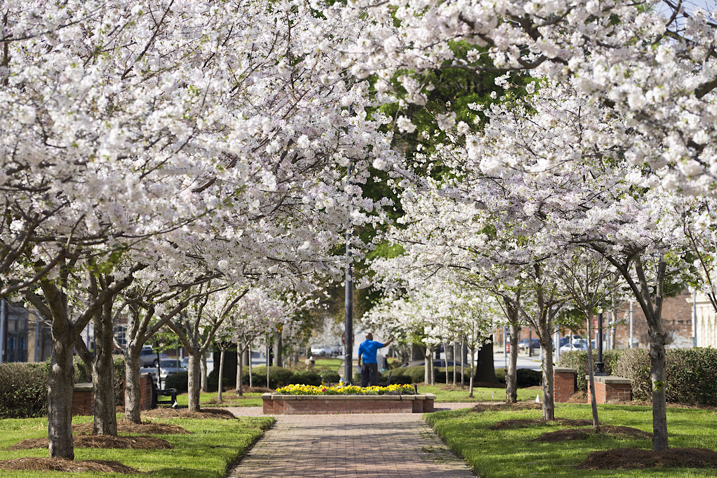 Die Kirschblüte in Macon