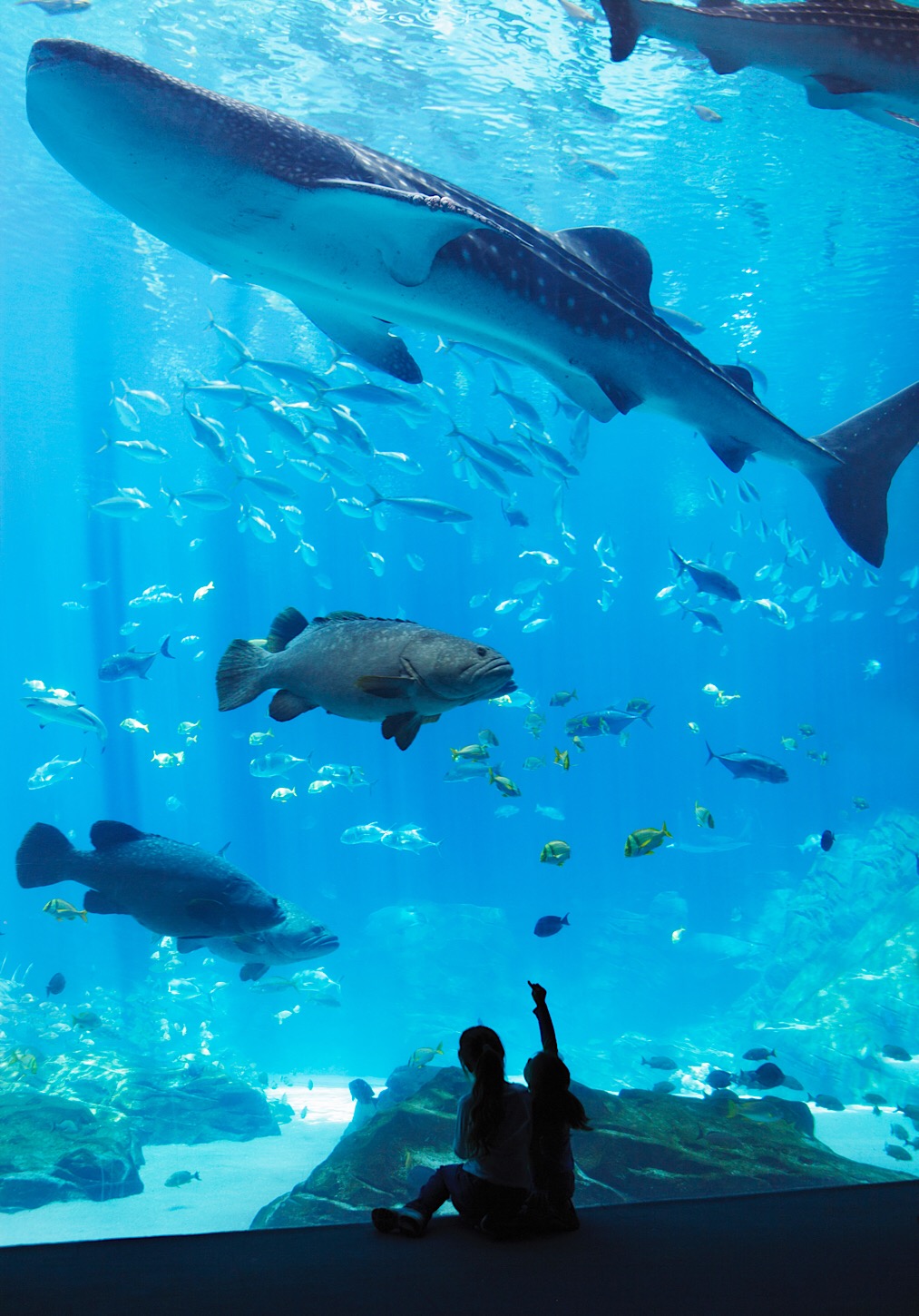 Im Georgia Aquarium
