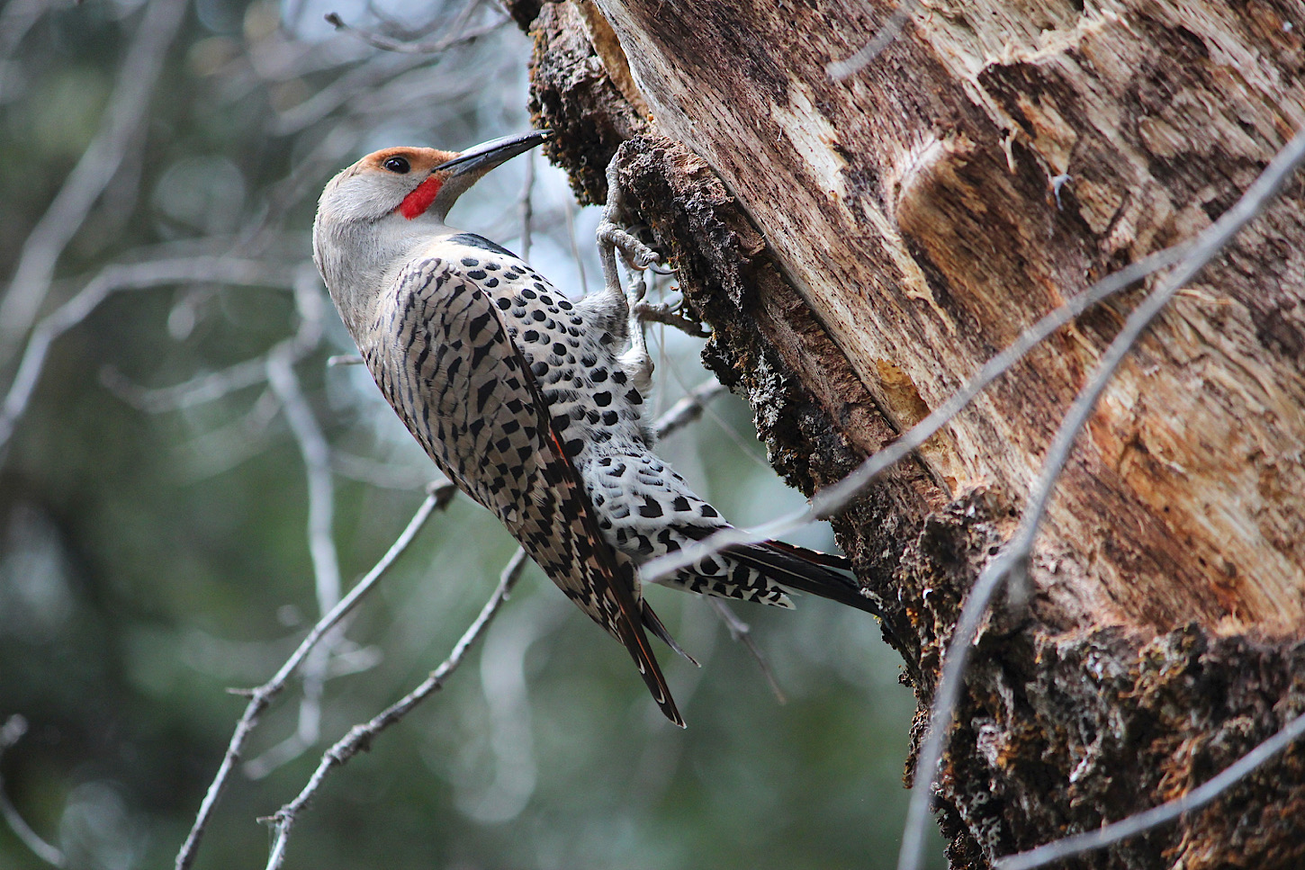 Gilded Flicker Woodpecker