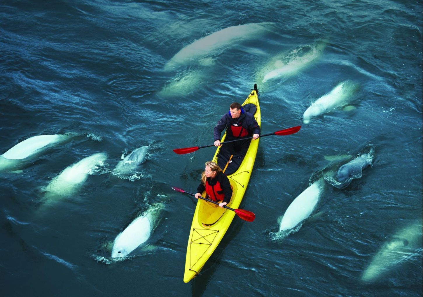 Kayaking mit Belugawalen in Churchill 
