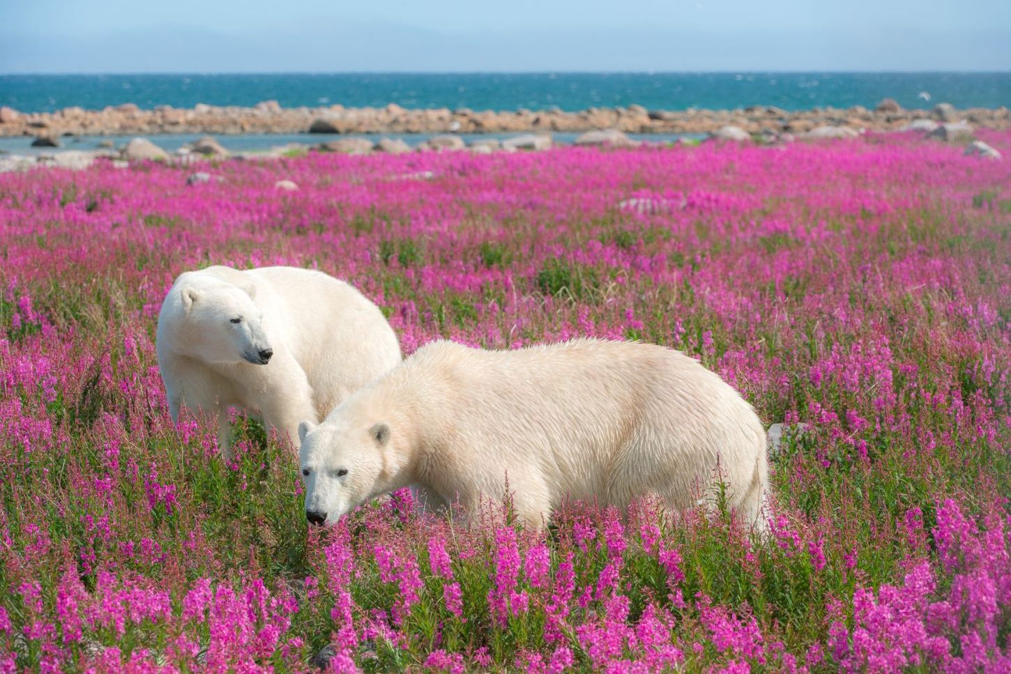 Eisbären inmitten von Weidenröschen an der Küste der Hudson Bay