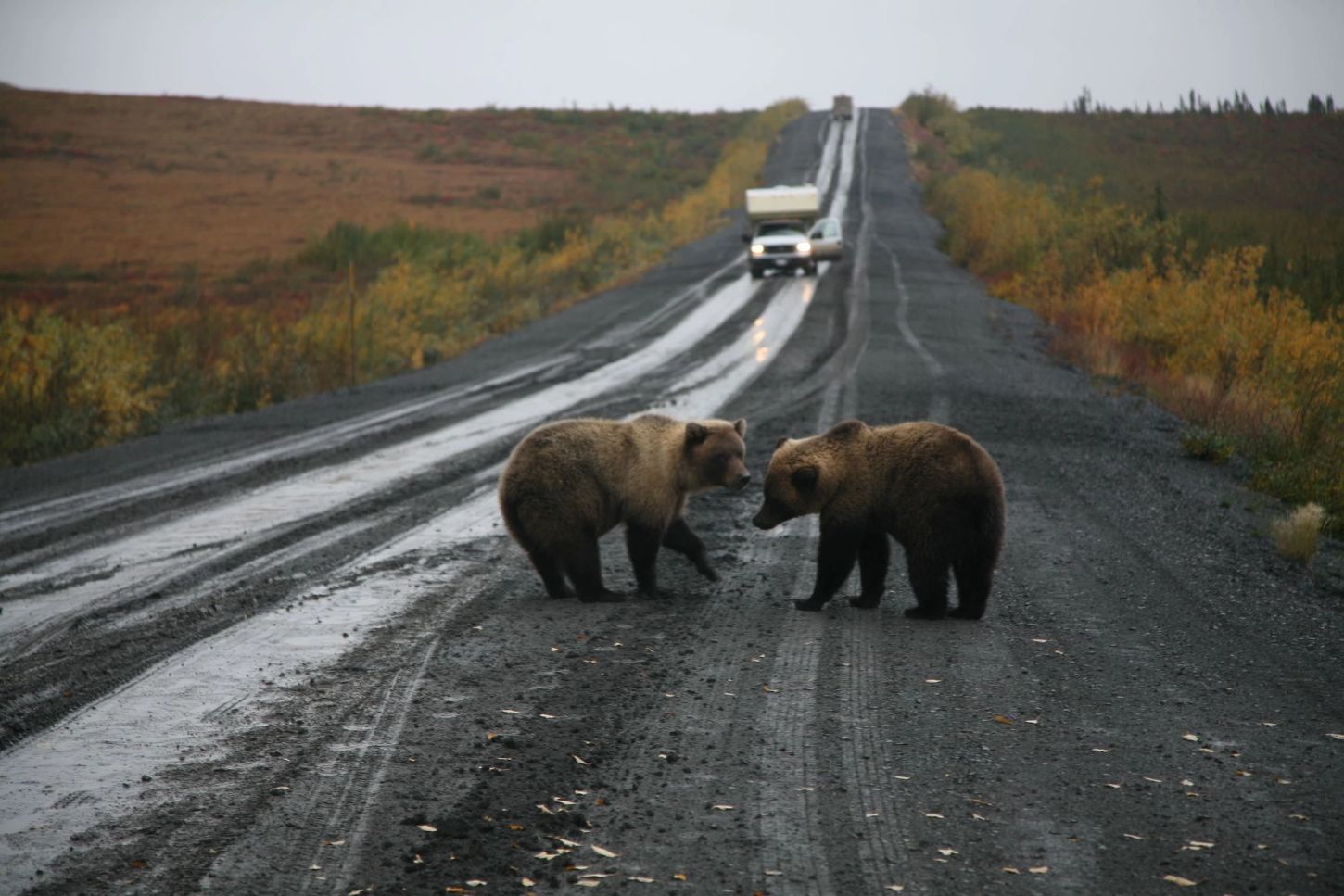 Grizzlies am Dempster Highway