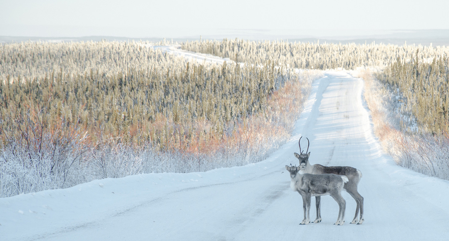 In der Nähe von Dawson City