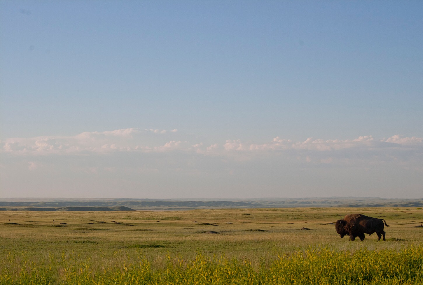 Einsamer Bison in der Prärie