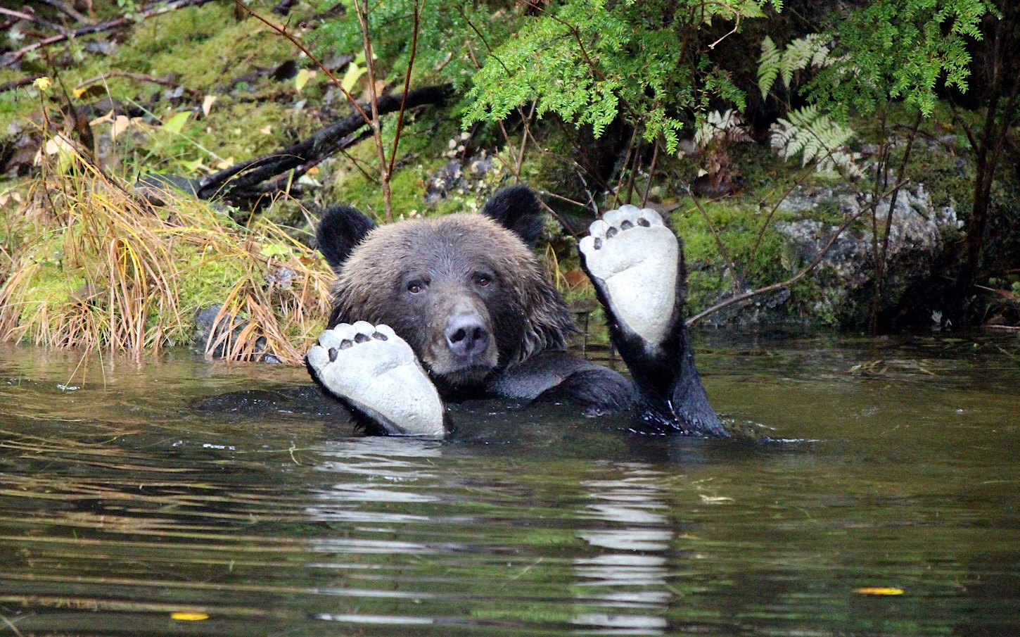 Schöner Leben in Kanada