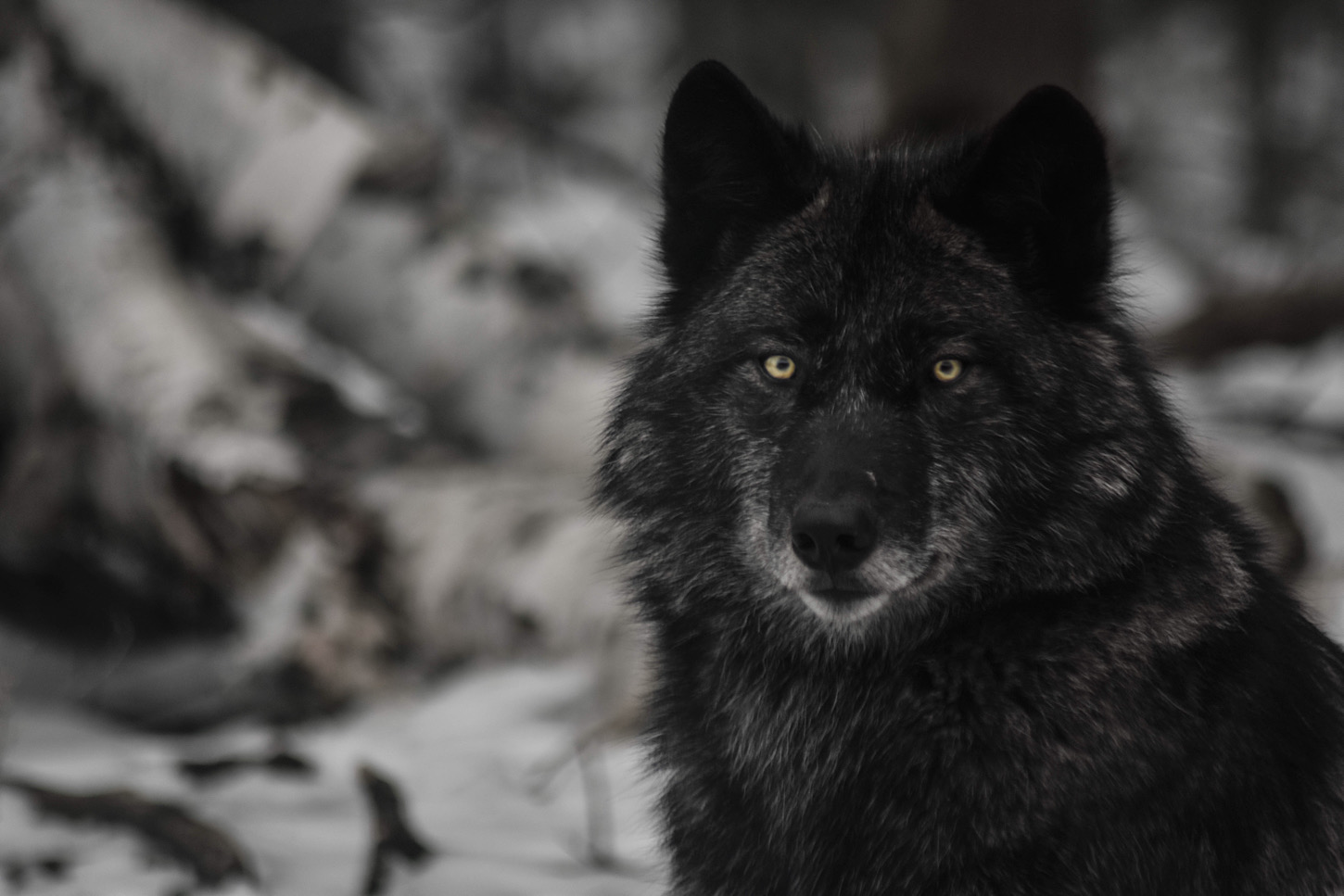 Wolf im Haliburton Forest