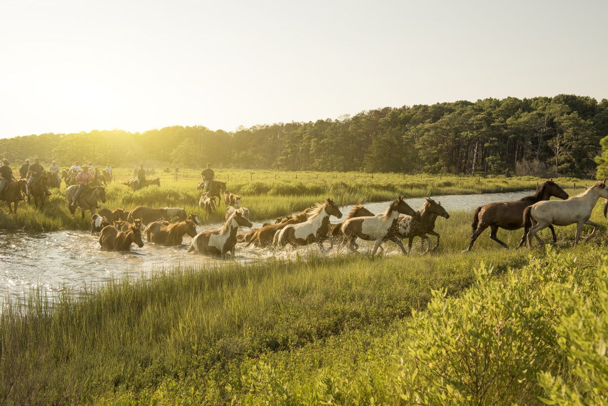 Die Assateague Ponys