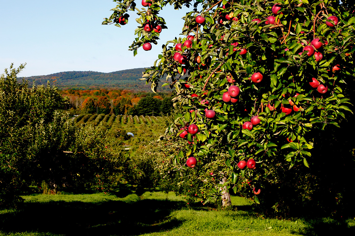 Äpfel in den Berkshires