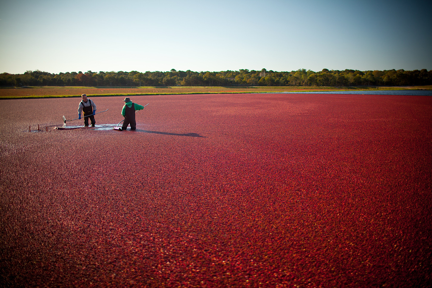 Cranberry Ernte