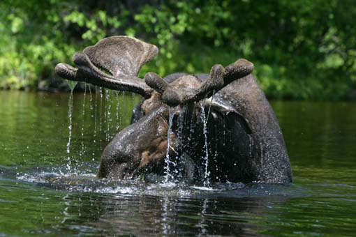 Image Image