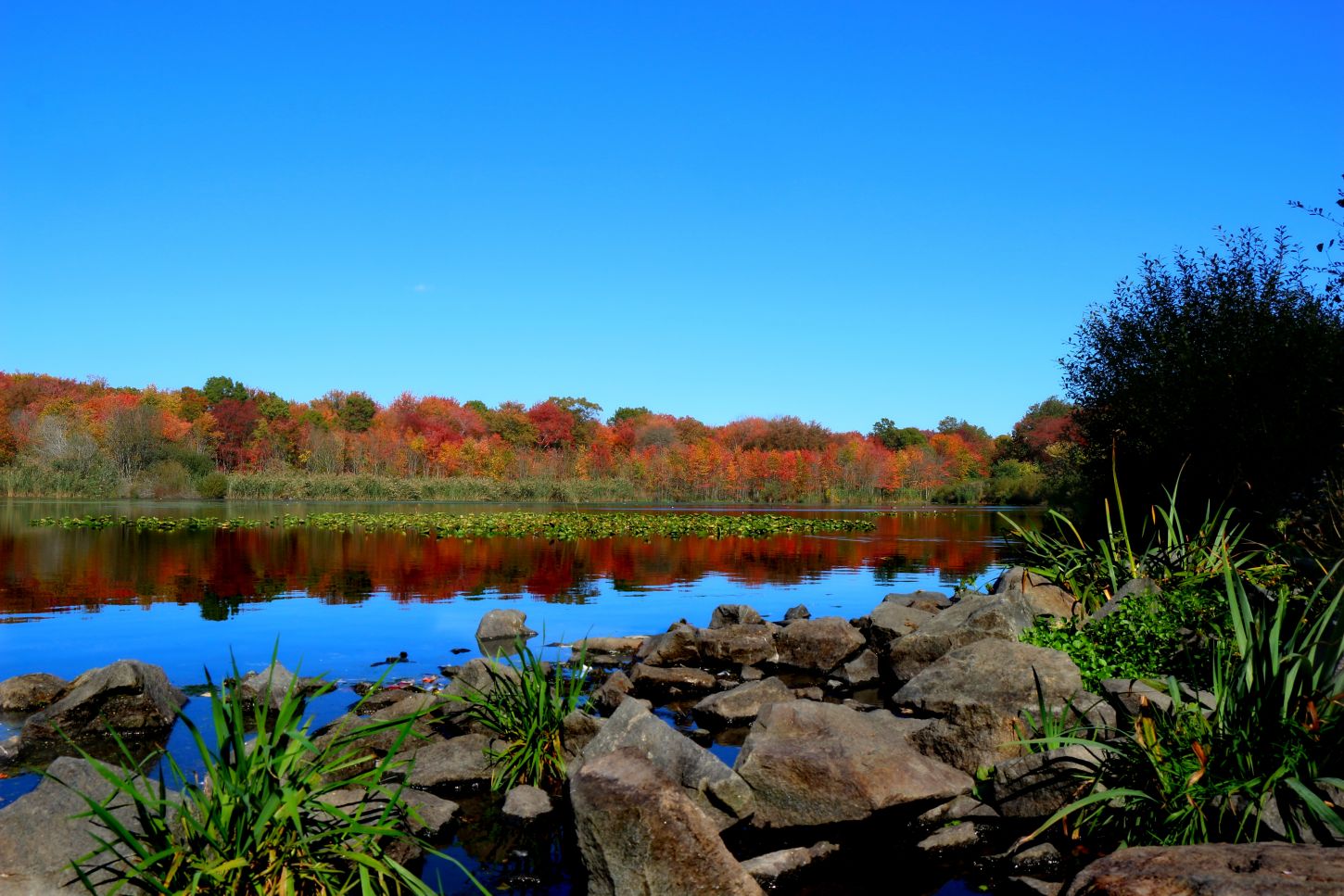 Ein Naturidyll - Massapequa Preserve