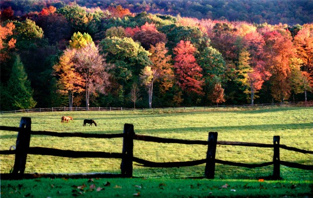 Wald bei Pittsburgh