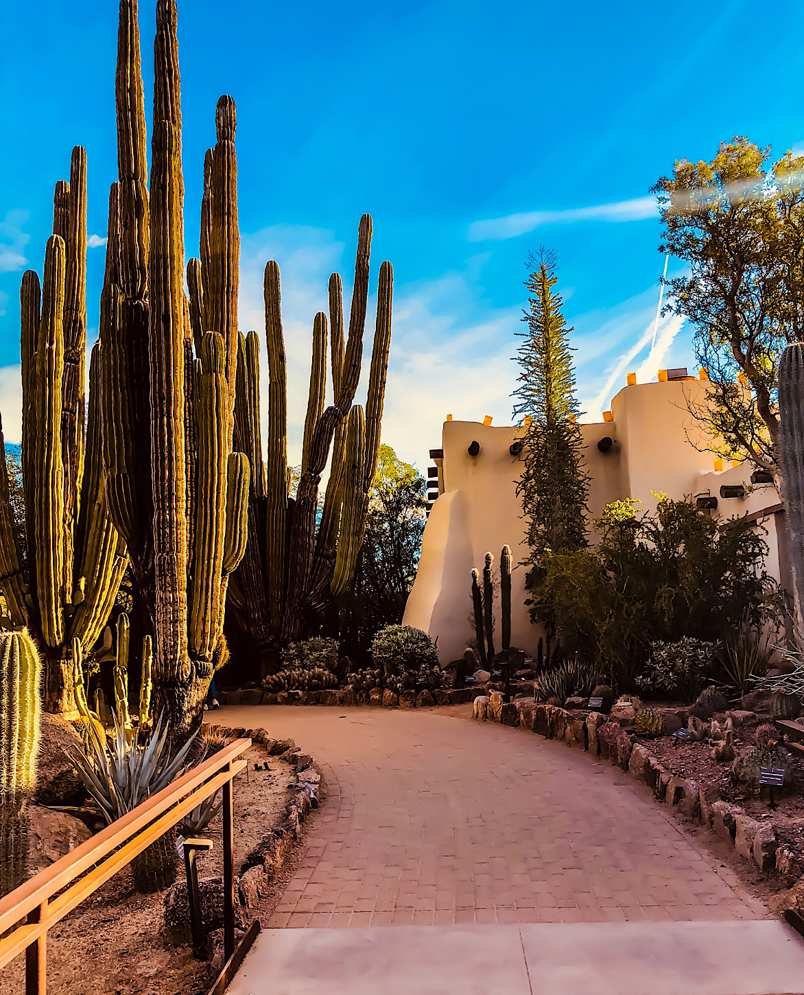 Desert Botanical Gardens