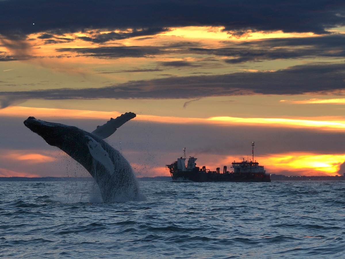 Whale Watching Tour