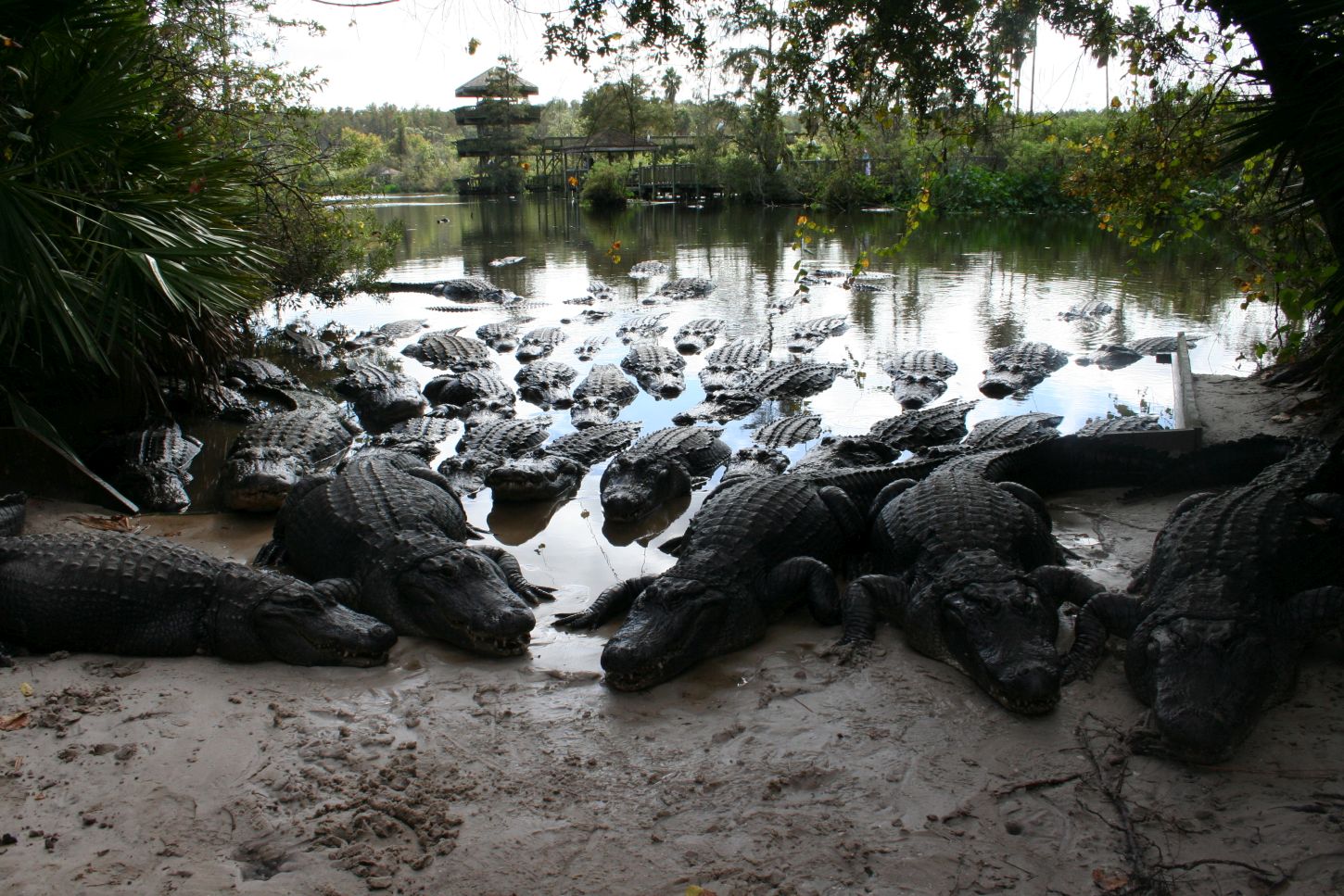 Gatorland Orlando