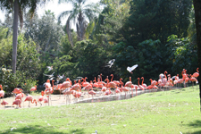 Flamingos