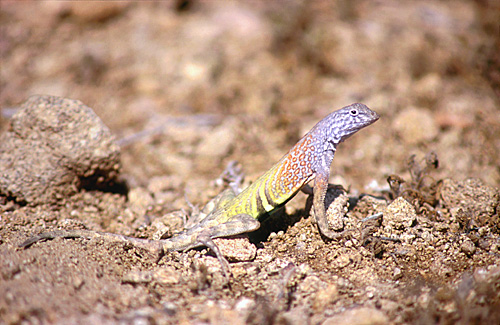 Greater Earless Lizard