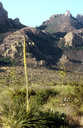 Sotol vor den Chisos Mountains Sotol vor den Chisos Mountains