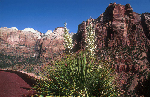Image Image