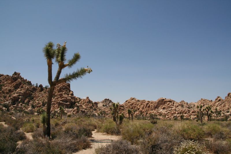 Joshua Tree N.P. Joshua Tree N.P.