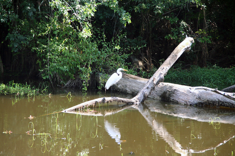 Floridas Natur pur