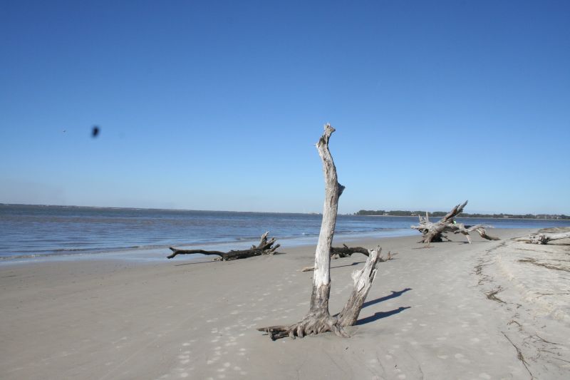 Driftwood Beach Driftwood Beach