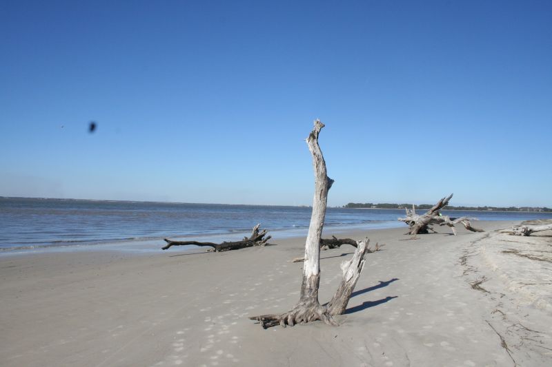 Driftwood Beach