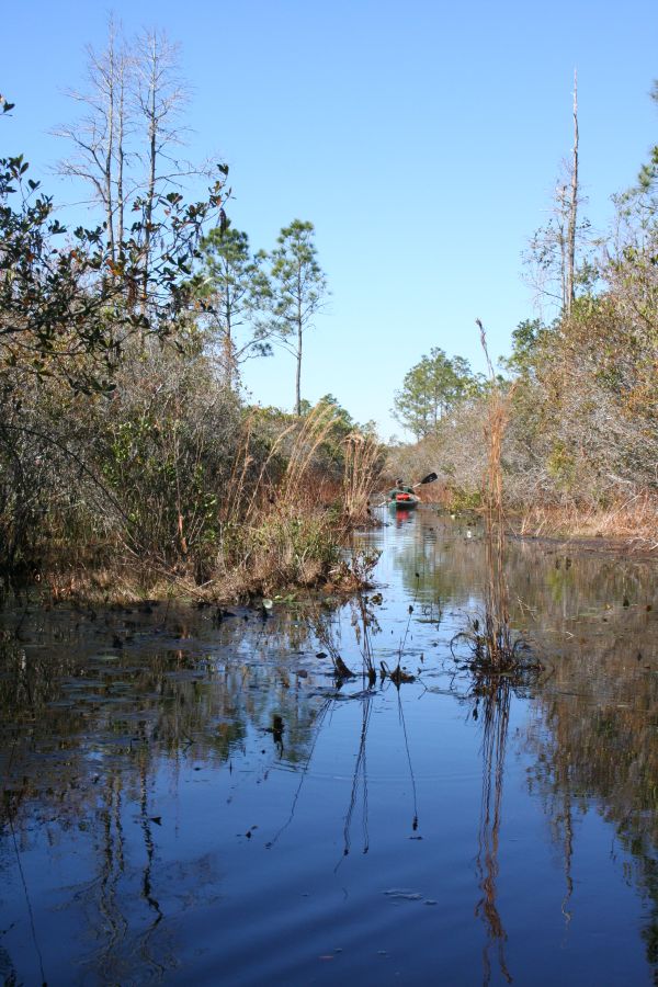 Natur pur - Okefenokee Swap