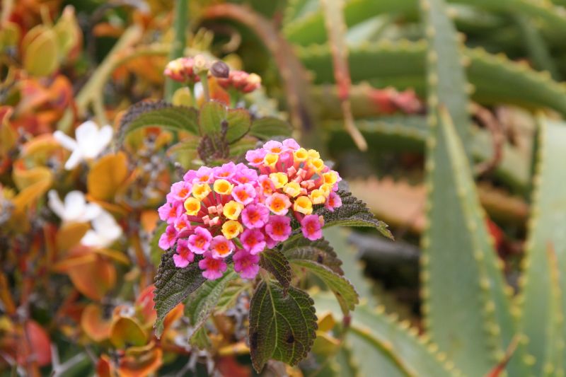 Blumen im Crescent Bay Point Park 