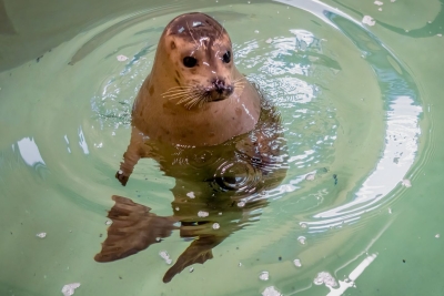 Seehund Javier in seiner neuen Heimat im Virginia Beach Aquarium