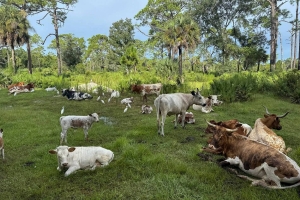 Florida Cracker - eine der ältesten Rinderrassen der USA