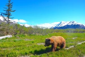 Ein Braunbär unterwegs in Alaska